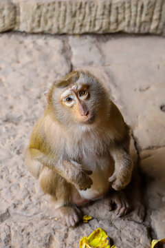 Krong Siem Reap, Cambodia - 04 February 2020: View of a macaque monkey sitting on the ancient stone floor at Angkor Wat with soft natural light.