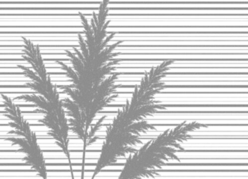 pampas grass reed blinds slats boho dry botanical shadow overlay isolated transparent mockup louvered interior aesthetic sunlight texture
