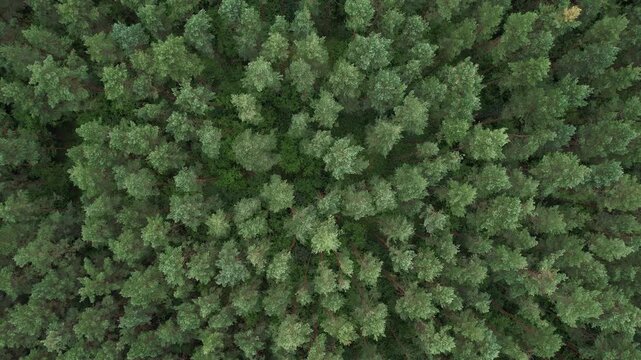 Flying Above Pine Tree Tops and Green Spruce. Aerial View Top Down of Green Forest Poland Beautiful Nature. Texture Background of Great Green Forest View From Above. Ecology Environmental Conservation