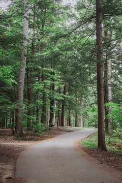 Secluded Campsites Along Quiet Tree Lined Forest Road