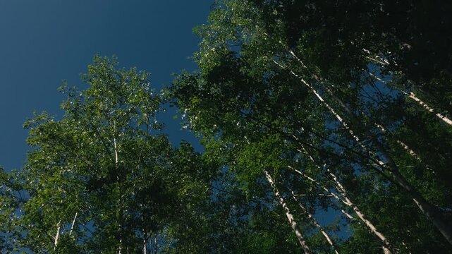 Looking Up at Deep Green Trees Against a Deep Blue Sky
