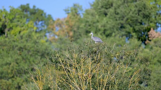 Mature Grey heron perched at the top of an European ash tree, fidgeting at the swift pass of another bird. Ardea cinerea, Fraxinus excelsior, Indre-et-Loire, r&eacute;gion Centre-Val de Loire, France, Europe