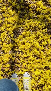 V&iacute;deo mostrando p&eacute;s com t&ecirc;nis amarelos caminhando sobre flores delicadas de um ipe amarelo.