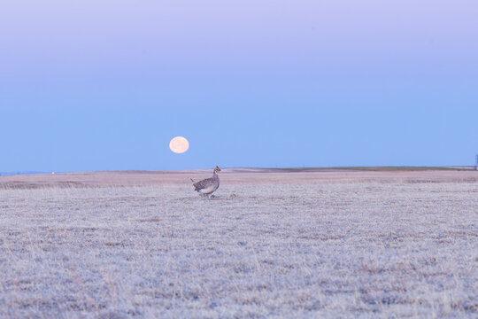 A Sharp-tailed Grouse struts under a full moon on Wyoming's prairie.