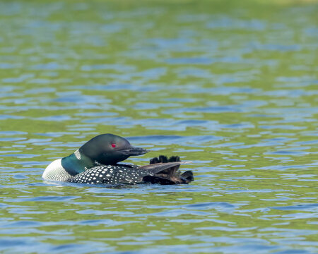 A Common Loon in Northern Saskatchewan.