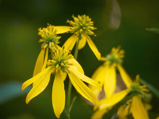 Fototapeta premium Close up of vibrant yellow wildflowers blooming in a lush green natural environment during the sunny summer season