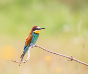 Obraz premium bee-eater on a branch