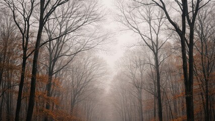 Fototapeta premium Misty autumn forest path