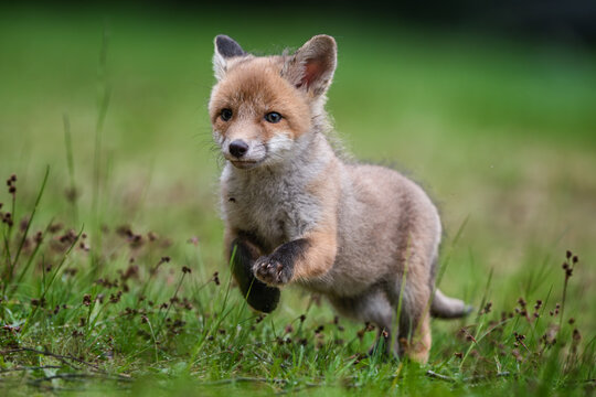 Playful young red fox pup Vulpes vulpes running through green grass on a meadow in spring.