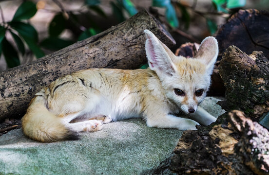 Quiet Stares Between the Wooden Posts: A Close-Up of a Fennec Fox Curling Up to Rest