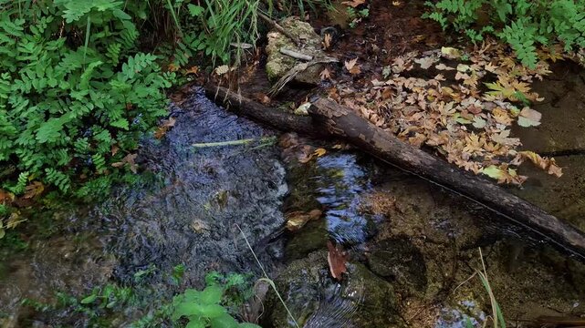 Peaceful forest river during the fall season