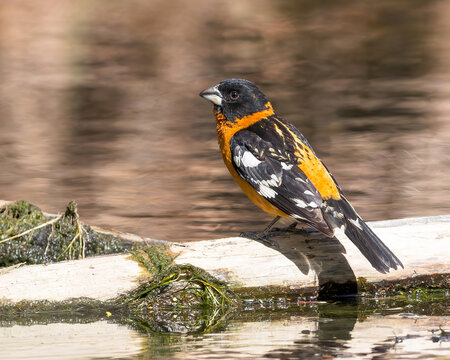 A Black-headed Grosbeak perches near a stream.