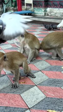 Malaysia, Kuala Lumpur 24.08.2026 - Near the Batu Caves there are many monkeys, they climb around the sacred temple complex, a monkey eating a banana on the square, monkey attack, an invasion of orang