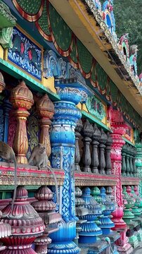 Malaysia, Kuala Lumpur 24.08.2026 - Near the Batu Caves there are many monkeys, they climb around the sacred temple complex, a monkey eating a banana on the square, monkey attack, an invasion of orang