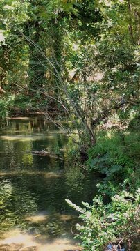 Peaceful forest river during the fall season
