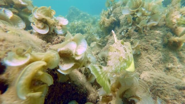 Filefish Close Up on Bivalve-Covered Reef in Slow Motion, Indonesia