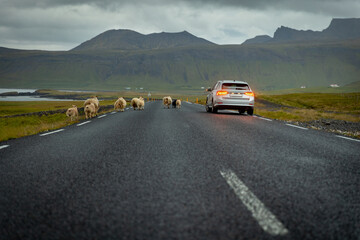 Fototapeta premium Car Stopping for Sheep Crossing on Iceland’s Ring Road