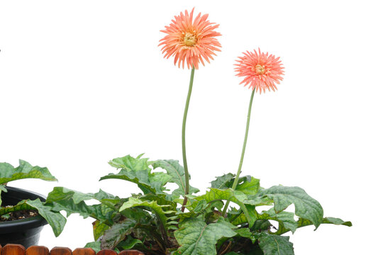Orange  Gerbera flowers on an isolated white background.