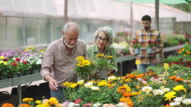 In flower shop, senior spouses buyer with gazania in hands became interested in product. Wholesale and retail sale of ornamental plants for planting in open ground, landscaping of household plot