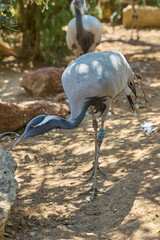 Naklejka premium Demoiselle crane standing in natural habitat.