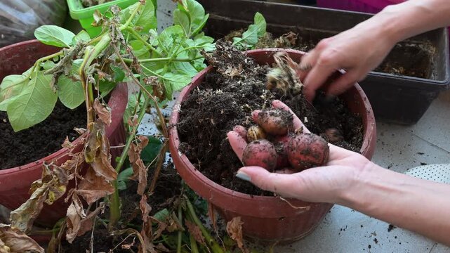 Young woman harvesting fresh potatoes from a container on her apartment balcony. Urban gardening. Girl digging out homegrown organic potatoes from a pot on a balcony. Close-up of harvested potato