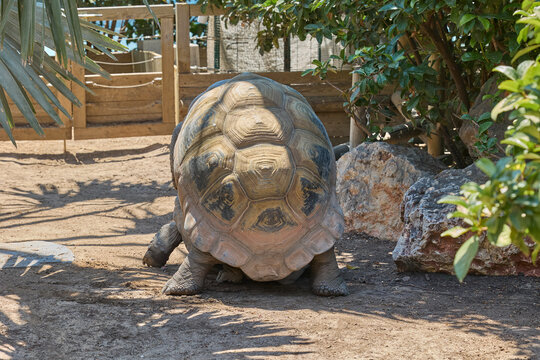 Giant tortoises mating in natural conservation enclosure.