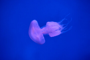 Close up of moon jellyfish floating in blue aquarium water. © Anna Baranova