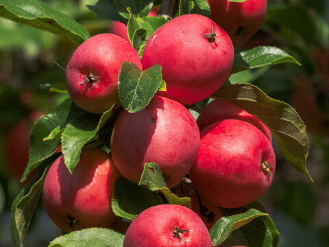 Ripe Red Crab Apples Growing on a Tree with Green Leaves