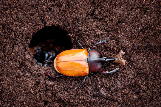Newly emerged Male Kabutomushi Japanese Rhinoceros Beetle - Allomyrina dichotoma with soft pale wings emerging from a soil underground pupa chamber. hobby of raising beetles life cycle concept.