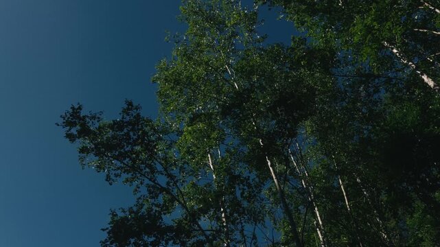 Looking Up at Deep Green Trees Against a Deep Blue Sky
