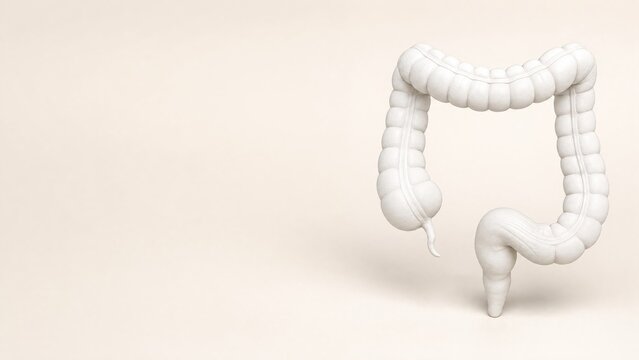 Matte white porcelain anatomical model showing external view of the human colon ascending transverse descending sigmoid