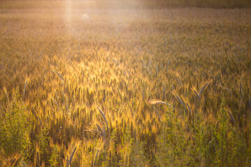 Fototapeta premium Golden wheat field glows under warm sunset light, highlighting ripe cereal crops swaying in a peaceful breeze during harvest season in the vast rural countryside landscape