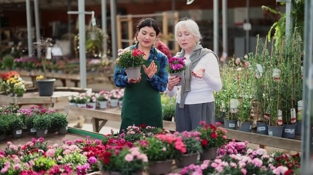  Female salesperson helps elderly woman buyer chooses garden carnation in pot in flower shop