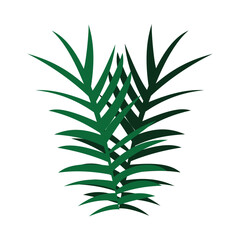 Fototapeta premium Tropical Palm Frond with Long Narrow Leaves on White Background