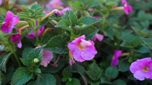 Pink Achimenes Flowers Blooming on Bush in Organic Late Summer Garden