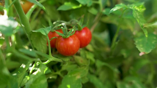 Small Cherry Tomatoes Ripening on Vine in Organic Vegetable Garden