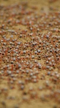 The sand bubbler crab (or sand crab) is a small crab that actively creates small sand balls on sandy beaches during low tide.