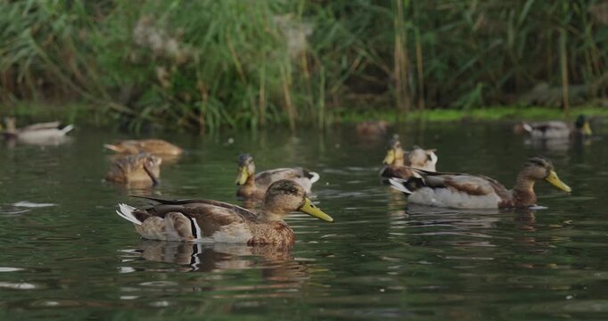 A Serene Gathering of Ducks in Calm Waters Surrounded by Lush Greenery: An Observation of Nature's Beauty in Peaceful Habitat
