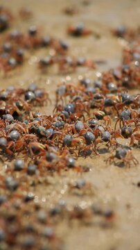 The sand bubbler crab (or sand crab) is a small crab that actively creates small sand balls on sandy beaches during low tide.