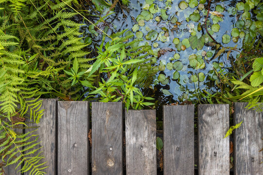 Top view of a weathered wooden boardwalk by a pond with ferns and duckweed.