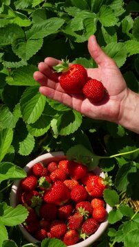 Farmer man hands holding freshly picked big red strawberries harvested on the field. Growing Natural Clean and Organic Food. Harvesting of strawberries over green strawberry bushes.