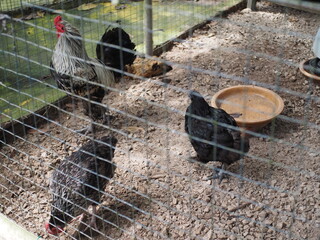 Domestic Roosters and Hens Inside Wire Mesh Chicken Coop © Syakir Zufayri 