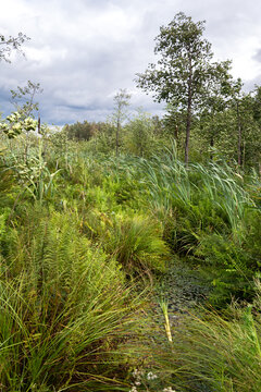 Lush green wetland with tall grass, ferns and trees under a cloudy sky.