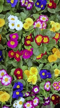 Top view of colorful potted primula flowers arrangement in plant nursery, bright blooming primroses in floral market for sale, retail small business presentation, vertical video
