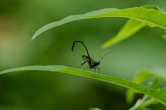 Black ichneumon wasp with long ovipositor on green leaf