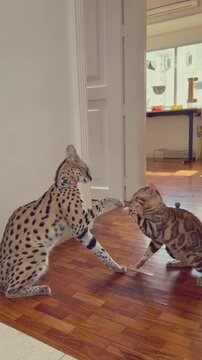 A serval and a Bengal cat high five each other in a cozy home environment