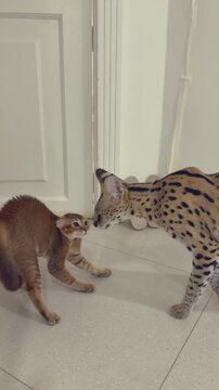 A playful interaction between an Abyssinian kitten and a serval cat in a home environment