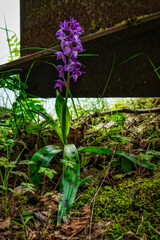 Geflecktes Knabenkraut © HerrKaiser