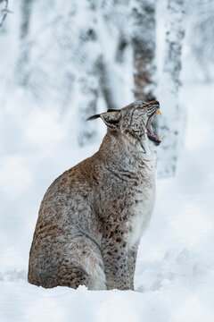 lynx in snow