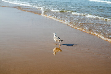 Barrosa beach, in Sancti Petri, Chiclana de la Frontera in the province of Cadiz, Spain, at low tide and with a large expanse of sand © josevgluis